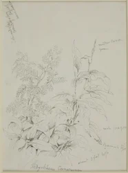 Naturstudie